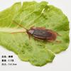 Modelo de inseto de simulação centopeia brinquedo de pegadinha de 1º de abril barata falsa escorpião lagartixa mosca pequena centopeia forte atacado