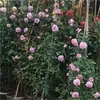 Mudas de Rosa Floríferas de Quatro Estações, Plantas Trepadeiras em Vasos para Interior e Exterior, Plantas Verdes, Mudas de Rosa Trepadeira