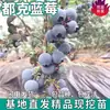 Dropshipping de Mudas de Fruta Mirtilo Duku para Plantio no Quintal, Vasos em Varandas, Adequado para Plantio nas Regiões Norte e Sul, com Terra Incluída
