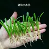 Mini Peperomia Vallisneria Pequeña Planta Acuática Agave Planta Acuática Amante de la Sombra Sistema Radicular Desarrollado Fácil de Plantar Decoración de Paisajismo de Acuario