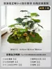 Musgo para Paisajismo de Plantas Verdes Plantas Artificiales Decoración Flores Artificiales Combinación Tropical para Interiores Paisaje de Ventana Persa Arreglo de Césped