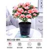Dropshipping Azalea Planta en Maceta de Flor Doble Floración Interior Todo el Año con Capullos Grandes y Fácil de Cultivar