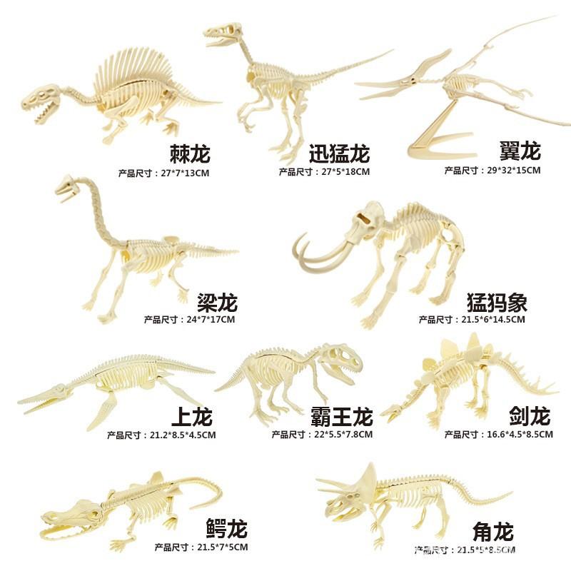 骨架详情1.jpg