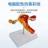 Modelo de Anatomía y Patología del Útero Reproductivo Femenino Humano, Modelo de Enseñanza de Vagina y Ovario, Materiales Didácticos de Ciencia Reproductiva Ginecológica