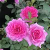 Dropshipping Mil e Uma Noites Mudas de Rosa Flores de Rosa em Vasos Plantas Trepadeiras Cipós Mudas de Rosa Plantas Verdes