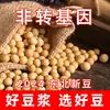 Soja de nueva cosecha, brotes de tofu puro de alta proteína del noreste de Heilongjiang, soja sin OGM para uso agrícola, soja especial para leche de soja