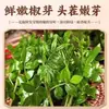 Tienda Oficial Principal de Salsa de Brotes de Pimienta de Sichuan, Sin Aditivos, Botella de Vidrio Fresca, Especialidad Auténtica de Sichuan, Salsa con Sabor a Sésamo 2026 que Combina Bien con el Arroz