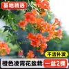 Mudas de Flor de Lingxiao, Plantas Trepadeiras, Fáceis de Cuidar o Ano Todo, Floração, Resistentes ao Frio e ao Calor, Mudas de Flor de Fogos de Artifício, Plantas para Varanda e Jardim, Lingxiao