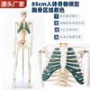 Modelo de esqueleto humano de 85 cm esternón verde esqueleto humano adulto esqueleto pequeño modelo de enseñanza columna vertebral cuerpo