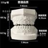 Modelos Dentários de Corindo Branco para Comércio Exterior, Modelos de Corindo Branco de Alta Qualidade, Modelos de Corindo Branco de Qualidade Padrão, 2 Tipos