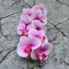 Phalaenopsis roja artificial de comercio exterior, 9 cabezas, tacto 3D, rosa, blanco, para boda, hotel, flor falsa, venta al por mayor