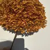 Flor Eterna Folha Pequena Hortênsia Anna Flor Seca Flor Real Estilo Escandinavo Props para Fotos Ins Buquê de Casamento Pronto Decoração