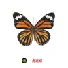 Especímenes Tridimensionales de Mariposas e Insectos Reales para la Educación Científica Infantil en Jardines de Infancia, con Alas Extendidas, Diseño de Estilo Fotográfico 1