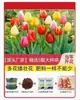 Venta al por mayor de 5 bulbos de tulipán en stock, florecen en todas las estaciones, fáciles de cuidar, adecuados para cultivo hidropónico, de pétalos dobles, para cultivo en tierra o maceta en el balcón