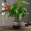 Árbol del Dinero Maceta Planta de Interior Tierra para Flores Pequeño Bonsái Cultivado en Maceta Planta Verde para Sala de Estar Oficina Fortuna Cerámica Maceta Pequeña