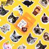 Pegatinas En Caja de Apreciación de Momo Cat Lindo Animal Manual Decoración de Diario Neutro Pegatinas de Sellado 46 Piezas