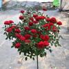 Plántulas de rosa de tocón de árbol de piruleta, flor extragrande, planta de jardín, rosa de cuatro estaciones con flor, rosa en forma de árbol