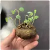 Mudas de Solanum Procumbens Trepadeira, Vinha Vermelha com Folhas Redondas, Planta Ornamental Verde para Vaso em Varanda Interna, Perene