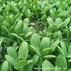 Semillas de Verduras Verdes de Shanghái, Semillas de Cuatro Estaciones, Resistentes al Frío y a Altas Temperaturas, Semillas de Verdura de Col Lechuga de Tallo Corto, Verduras de Hoja, Crecimiento Rápido