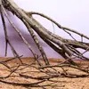 Árbol para paisajismo de acuario sudamericano, ramas secas, ramas de peral amarillo, decoración de sustrato, pecera pequeña, ramas naturales, decoración de paisajismo y paisajismo.