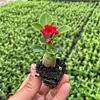 Rosa de pétalos dobles, planta del desierto, planta en maceta, planta de floración de cuatro estaciones, tolerante a la sequía, adecuada para patio, interior, balcón, bonsái, fácil de cuidar y florece