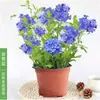 Plántulas de Flor Grande Copo de Nieve Azul, Plantas Trepadoras, Flores Frescas para Jardín de Balcón, Plantas de Bonsái, Plantas de Floración de Cuatro Estaciones en Maceta para Uso Interior y Exterior