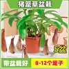Las plantas carnívoras en maceta son plantas verdes perennes que atrapan y comen insectos, repelen mosquitos y son fáciles de mantener en balcones y en interiores.. Son flores resistentes al calor