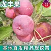 Vivero Longfeng de Frutales para Patios del Norte y Sur, Árboles Frutales Extra Grandes en Maceta, Manzano Enano Injertado, Plantas Vivas