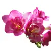 Bulbos de Alyssum Importados, Fresias en Maceta para Interiores y Exteriores, Flores Perennes de Cuatro Estaciones, Plantas con Flor Fáciles de Cultivar