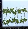 Planta Flor de Gerânio com Galhos Espécime Flor Seca Agrimonia DIY Bordado Marcador de Página Artesanal Material para Bolsa Adesivo Moldura de Foto