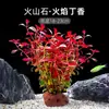 Plantas de Acuario, Decoraciones de Paisajismo con Césped Real, Plantas Aptas para Principiantes, Crisantemo Verde Ciempiés, Plantas de Sombra, Piedra Volcánica, Plantas Verdes Purificadoras de Agua