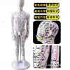 Folha de Cobre para Acupuntura Uso Doméstico Medicina Tradicional Chinesa Silicone Modelo de Diagrama de Meridianos do Corpo Humano com Pontos de Acupuntura