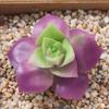Planta Suculenta Mini Atacado Cabeça de Flor Artificial Pequenos Acessórios para Arranjo de Flores Suculenta Falsa Flor de Plástico Planta Decorativa Planta em Vaso
