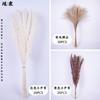 Ramo de flores secas Amazon venta al por mayor transfronteriza de fábrica ramo pequeño de flores secas combinación mixta caña pequeña polvo cola de conejo