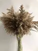 Exportaciones del Fabricante Transfronterizo Estilo Natural Caña Grande Boda Europeo y Americano Nórdico Fotografía Flores Secas Cola de Zorro Ramo Secado al Aire