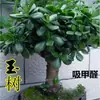 Árbol de Jade en Maceta con Hojas Grandes, Planta Suculenta, Lirio de la Paz, Planta Verde Purificadora de Aire de Interior y Flor
