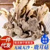 Hongos Secos de Astas de Ciervo 2.5kg Productos de Champiñones al por Mayor para el Año Nuevo, Empacados para Venta en Puesto, Directo del Fabricante, Caja Completa