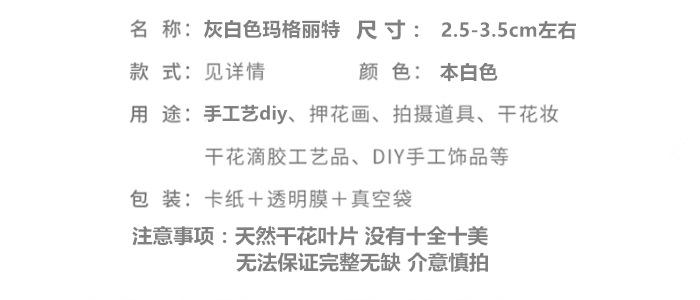 灰白色玛格丽特.png