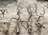 Rama de Árbol con Forma de Madreselva Pelada Rama de Árbol Tronco de Rama Tronco de Árbol Muerto Tronco Hueso de Dragón Árbol de Paisajismo Raíz Dominante Árbol de Cuello Torcido