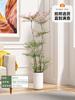Dropshipping Flame Nandina Plantones en Maceta Sala de Estar Plantas Verdes Patio Exterior Plantas de Suelo Plántulas Grandes de Bambú
