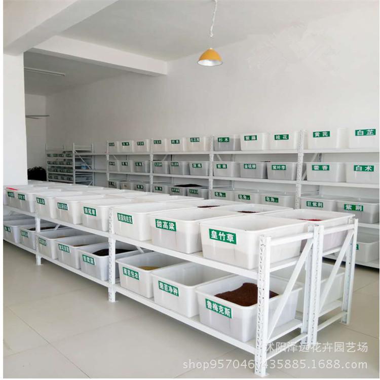 描述种子实体图片2