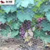 Malla Blanca para Pájaros, Malla Blanca Anti-Pájaros para Granjas de Pollos y Granjas de Peces, Malla Blanca Anti-Pájaros