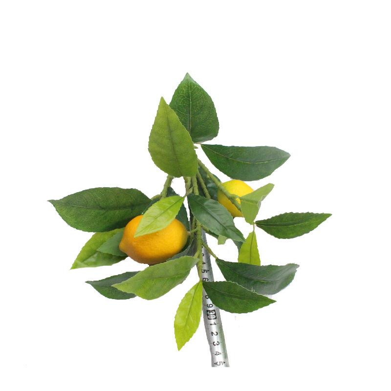 XRB-278 单枝柠檬6叉21叶2果3.jpg