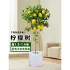 Planta de Limoeiro em Vaso com Frutos, Planta Verde Comestível, Grande para Sala de Estar Interna Varanda, Planta de Floração Quatro Estações, Fácil de Manter