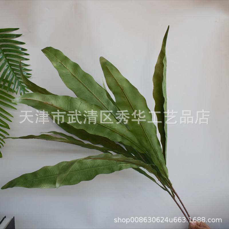1鸟巢叶绿色