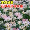 Bulbo de Lycoris radiata Manzhushahua flor roja en maceta brocado cambiante Amarilis bulbo grande flores de balcón fragancia fuerte Nardo