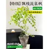 Planta Verde de Arce Dorado Fluyente en Maceta Bonsái de Interior Tocón Viejo Planta de Escritorio de Oficina Fácil de Cuidar Todas las Estaciones Arce Zen