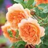 Plántulas de Rosales Trepadores con Aroma Fuerte, Flores Grandes, Plantas Trepadoras para Jardines, Flores en Maceta para Balcones, Rosas Trepadoras para Todas las Estaciones