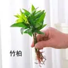 Bonsái Sala de Estar Mesa de Café Fácil de Cuidar Flores Plantas Verdes Perennes Cuatro Estaciones Oficina Escritorio Interior Plantas Purificadoras de Aire