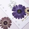 Flores Secas Sudafricanas Coloridas Especímenes de Plantas Prensadas Funda de Teléfono de Resina Marcador de Libros Infantil Marco de Fotos Pegatinas Materiales de Belleza